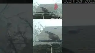 Birdwatching Delight: Palouse Wildlife Timelapse Spectacle