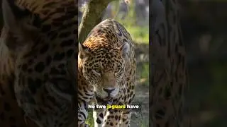 5 Stunning Jaguar Facts #animals #animalshorts #jaguars