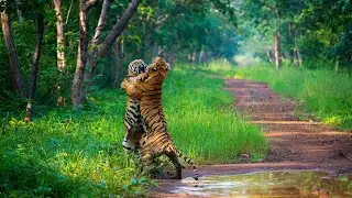 Mowgli And Collarwala Tiger territory fight for Chota Matka's Territory.Cm