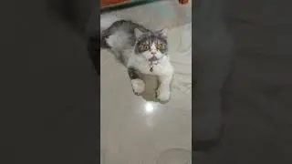 Miri's reaction to kitten meow sound 😹