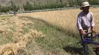 wheat reaper binder 4GK90