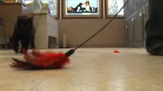 Frank the Cat at Clark County Humane Society