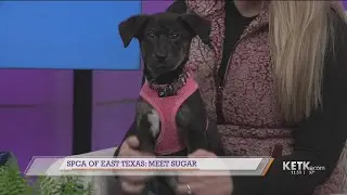SPCA of East Texas: Meet Sugar