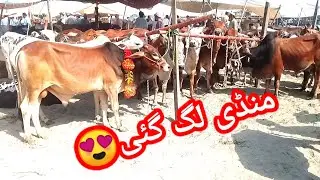 Mandi Lag Gayi😍