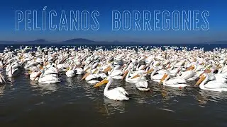 Pelícanos Borregones viajan de Canadá a Michoacán!!