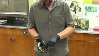 Video: Yellow-bellied sea snakes: fact and fiction