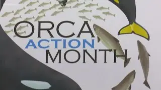 Raising awareness during Orca Action Month