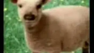 WELSH PEOPLE GETTING OWNED BY A SHEEP