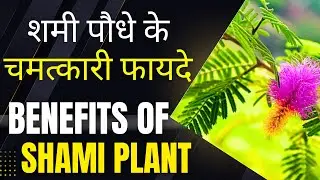 Benefits Of Shami Plant| शमी पौधे के बारे में जानकारी।#GreenIsland #ShamiTree #ShamiPlant