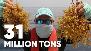Managing Massive Seaweed Invasion | Science In Seconds