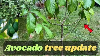 Avocado Tree Update You Need to See!