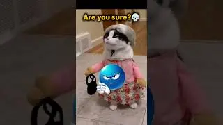 Cats Are Not Funny 😼 | Troll Face Edit | Funny Meme Shorts #trollfaceedit #shorts