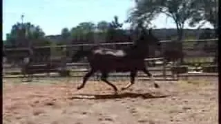 Bella: 1994 American Sport Pony Mare