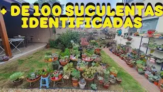 + 100 SUCULENTAS COM IDENTIFICAÇÃO