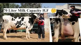 दूसरी ब्याँत यह एच.एफ एक दिन में 70 लीटर दूध देती है ध्यान से देखो और दाम लगाओ क्या होना चाहिए |