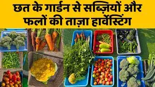 छत के गार्डन से सब्ज़ियों और फलों की ताज़ा हार्वेस्टिंग 🍅🍓Terrace Garden Harvesting Video In Hindi