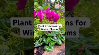 Cyclamen | Easy Care Perennial Winter Flowers