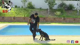 Fundamental Dog Training  || Basic Obedience