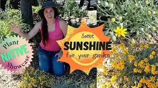 NATIVE Plant Profile: Oregon Sunshine - Eriophyllum lanatum