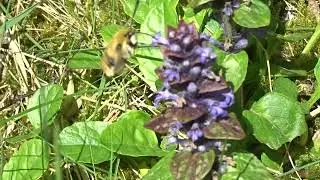 narrow-bordered bee hawkmoth