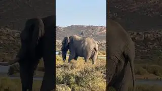 CAPE TOWN SAFARI 🦁🐆🐘🇿🇦 EXPLORING THE BEST CITY IN THE WORLD. #safari #africa #capetown #4k
