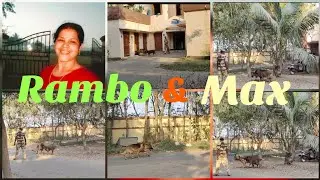 Meet Rambo & Max Well Trained CISF Dog🦮🐕#dailyvlog #cisfunit #armyarea  #foujilifestyle  #subscribe