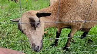 All 11 of our Barbados Blackbelly ewes grazing, 8-27-2021