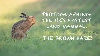 Photographing the UK's FASTEST land mammal, the BROWN HARE - WILDLIFE PHOTOGRAPHY