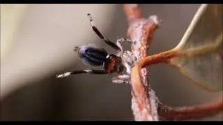Undescribed Maratus - Liddel, NSW, Australian