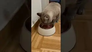 Warum sind Katzen bei Futter so w&auml;hlerisch?
