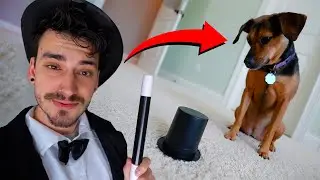 I Taught My Dog MAGIC TRICKS...
