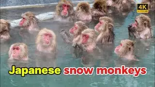 Why Japanese Snow Monkeys Bathe in Hot Springs | ニホンザルと温泉の秘密 | Nagano in Japan