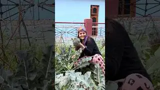 winter harvest + pahad  #gardening #garden #terracegarden #cotton #viral #winter