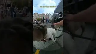 Это самая безумная афера в сфере путешествий в Европе😮