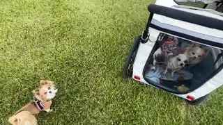 Willow is showing off her loose leash walking skills 😎