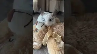 Chinchilla Loves a Bear #pets
