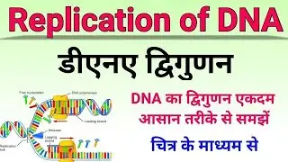 डीएनए का द्विगुणन (Replication of DNA)| dna द्विगुणन | mechanism of dna replication inhindi lecture