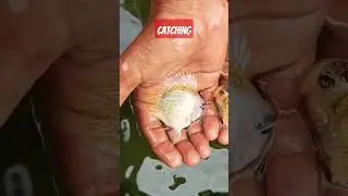 catching parrot fish from my out door pond by hand #shorts #bollywoodsongs #fish #colourfish #love