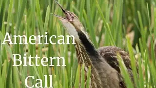 American Bittern Call