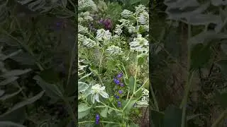 Craving summer #summergarden