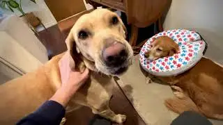 My Dogs HATED their Cone Until We Found This Great Alternative!