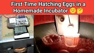  First Time Hatching Eggs in an Incubator Success or Fail | How to Make a Simple Egg Incubator 