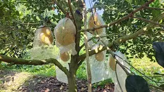 Sau Quá Trình Nuôi Trái và Thúc Lớn Trái Tròn Trái Cho Vườn Mít Indo Ruột Đỏ Xơ Vàng