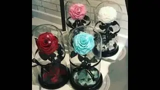Beauty & The Beast Enchanted Roses in Glass Domes