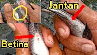 CARA MEMBEDAKAN IKAN NILA JANTAN dan BETINA DENGAN GAMPANG