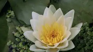 Danube inland delta - a unique nature gem