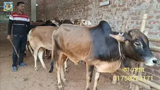@ 15/1/2026|| পল্লী অঞ্চলের খামারে সস্তায় দেশাল জাতের খামার উপযোগী দাঁতালো ষাঁড় গরু||