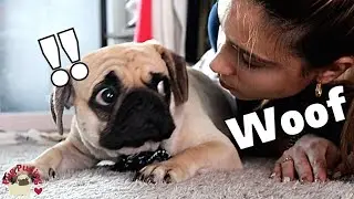 [PUG] Barking at my dog to see what he does