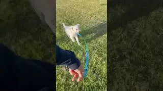 Chico running on grass