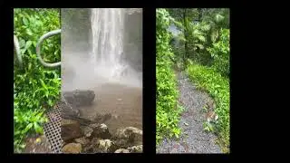 Purling brook Falls Walk at Springbrook
